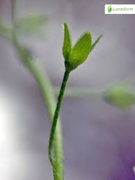 Attēlu rezultāti vaicājumam “Myosotis laxa subsp. baltica leaf”