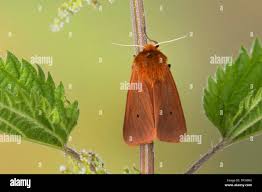 Attēlu rezultāti vaicājumam “Phragmatobia fuliginosa imago”