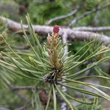 Attēlu rezultāti vaicājumam “Pinus sylvestris female flower”