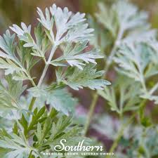 Image result for Artemisia absinthium