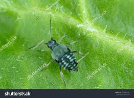 Attēlu rezultāti vaicājumam “Aphis fabae”