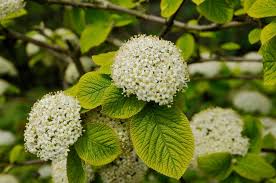 Attēlu rezultāti vaicājumam “Viburnum lantana”