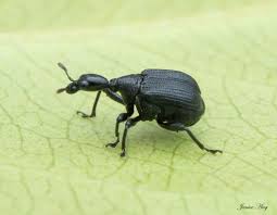 Attēlu rezultāti vaicājumam “Attelabidae”