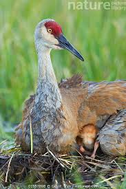 Attēlu rezultāti vaicājumam “Grus grus nest”