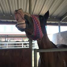 Image result for Kings Ranch Riding School/Club