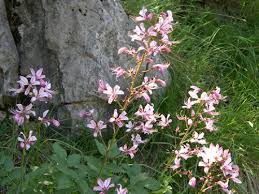 Image result for Diptam