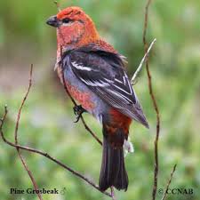 Attēlu rezultāti vaicājumam “Pinicola enucleator adult”