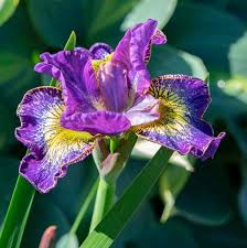 Attēlu rezultāti vaicājumam “Iris sibirica flower”