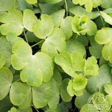 Attēlu rezultāti vaicājumam “Aquilegia vulgaris leaf”