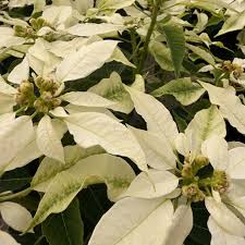 Image result for Gaillardia amblyodon