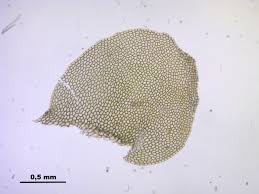 Attēlu rezultāti vaicājumam “Harpanthus flotovianus”