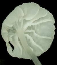 Attēlu rezultāti vaicājumam “Delicatula integrella”