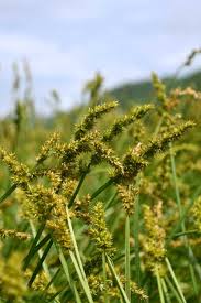 Attēlu rezultāti vaicājumam “Carex capillaris fruit”