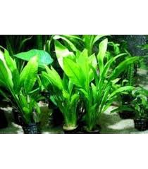 Attēlu rezultāti vaicājumam “Leptodictyum riparium sporophyte”