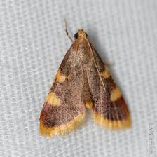 Attēlu rezultāti vaicājumam “Hypsopygia costalis”