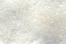 Attēlu rezultāti vaicājumam “Postia tephroleucus”