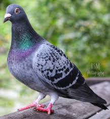 Attēlu rezultāti vaicājumam “Columba livia f. domestica adult”