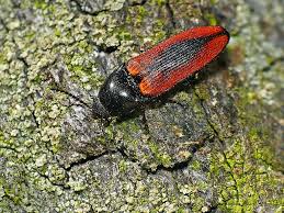 Attēlu rezultāti vaicājumam “Ampedus sanguinolentus”