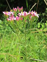 Image result for Centaurium erythraea