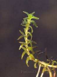 Attēlu rezultāti vaicājumam “Callitriche hermaphroditica”