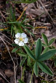 Attēlu rezultāti vaicājumam “Potentilla alba”