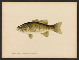 Image result for Micropterus dolomieu