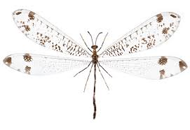 Attēlu rezultāti vaicājumam “Myrmeleontidae”