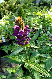Attēlu rezultāti vaicājumam “Prunella vulgaris”
