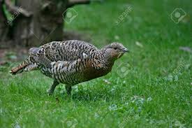 Attēlu rezultāti vaicājumam “Tetrao urogallus female”