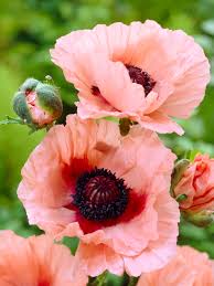 Image result for Papaver orientale