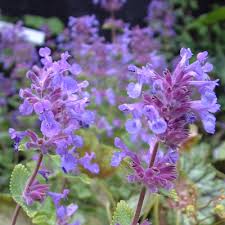 Attēlu rezultāti vaicājumam “Nepeta x faassenii”