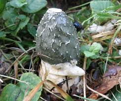 Attēlu rezultāti vaicājumam “Phallus impudicus”