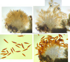 Attēlu rezultāti vaicājumam “Bactridium flavum”