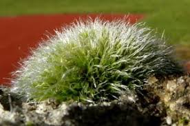 Attēlu rezultāti vaicājumam “Grimmia pulvinata”