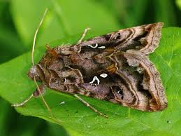 Attēlu rezultāti vaicājumam “Autographa pulchrina”