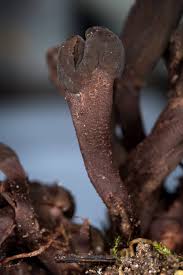 Attēlu rezultāti vaicājumam “Geoglossum sp.”