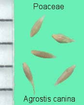 Attēlu rezultāti vaicājumam “Agrostis canina”