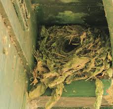 Attēlu rezultāti vaicājumam “Troglodytes troglodytes nest”