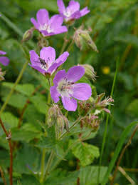 Attēlu rezultāti vaicājumam “Geranium sylvaticum bud”
