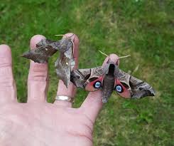 Image result for hawk moth