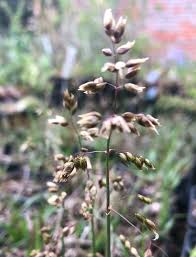 Attēlu rezultāti vaicājumam “Hierochloe odorata”