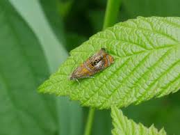 Attēlu rezultāti vaicājumam “Olethreutes arcuella”