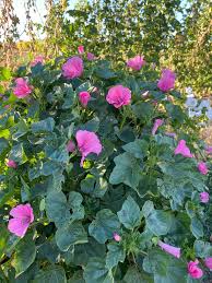 Image result for Lavatera trimestris
