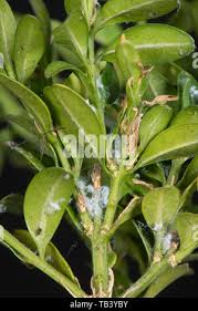 Attēlu rezultāti vaicājumam “Psylla alni nymph”