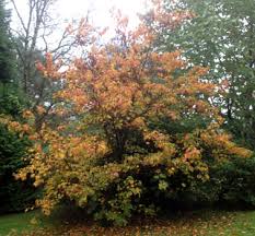 Attēlu rezultāti vaicājumam “Acer rufinerve”