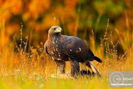 Attēlu rezultāti vaicājumam “Aquila chrysaetos adult”