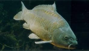 Image result for Carpiodes carpio