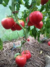 Afbeeldingsresultaat voor butter and bull heart tomato