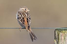 Image result for Emberiza leucocephalos