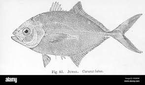 Image result for Caranx latus